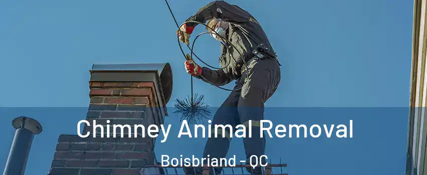  Chimney Animal Removal Boisbriand - QC