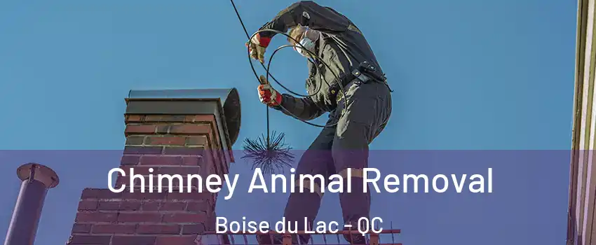  Chimney Animal Removal Boise du Lac - QC