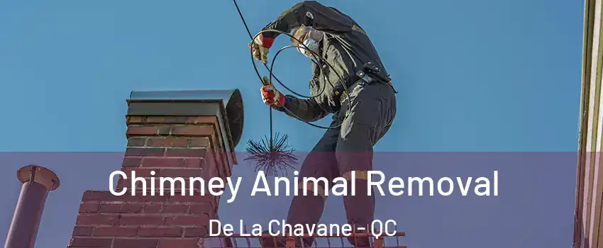  Chimney Animal Removal De La Chavane - QC