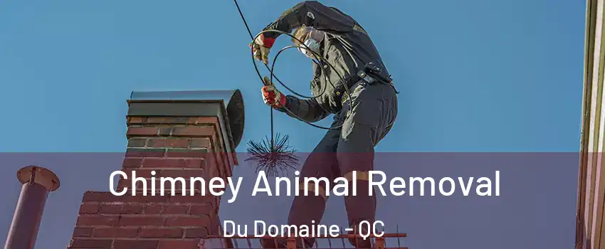  Chimney Animal Removal Du Domaine - QC