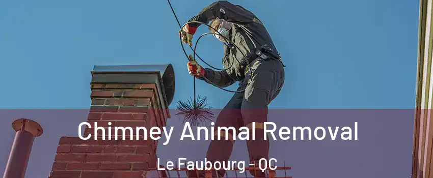  Chimney Animal Removal Le Faubourg - QC