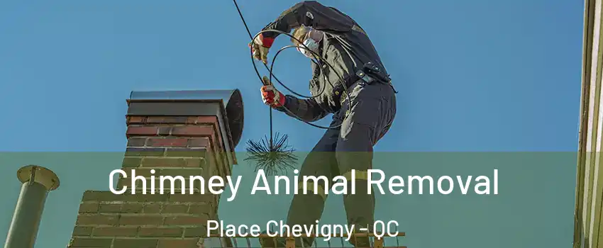  Chimney Animal Removal Place Chevigny - QC